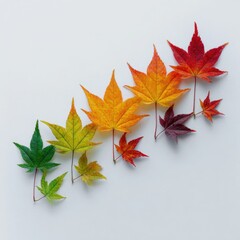 Autumn leaves in a spectrum of color, arranged in a diagonal line against a white background.  Each leaf transitions from a deep green to vibrant oranges and reds, showcasing the changing season