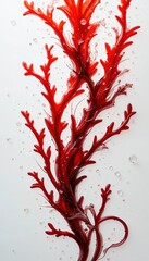 Red Seaweed with Water Bubbles – Marine Superfood and Ocean Beauty
