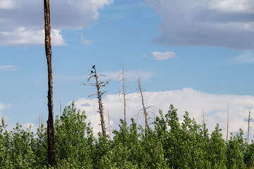 Three wild, rare and critically endangered California Condors, Gymnogyps Californianus, perched in...