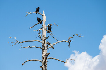 Three wild, rare and critically endangered California Condors, Gymnogyps Californianus, perched in a dead tree on the Kaibab Plateau, Arizona
