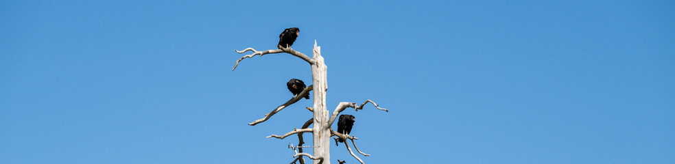 Three wild, rare and critically endangered California Condors, Gymnogyps Californianus, perched in a dead tree on the Kaibab Plateau, Arizona
