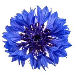 Close-up of a vibrant blue flower (1)