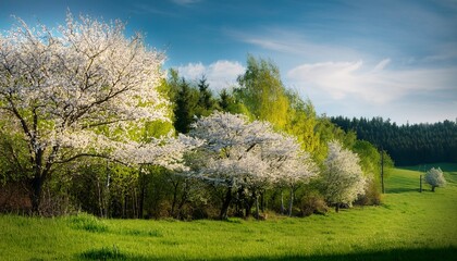 Obraz premium White Blossoming Trees In A Peaceful Green Landscape By A Forest Edge