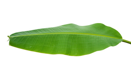 Obraz premium A single vibrant green banana leaf isolated on a clean white background showcasing its natural form.