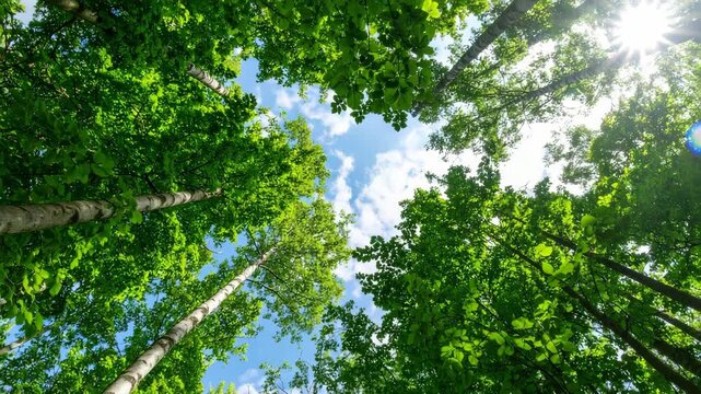 Looking up at tall trees with bright green leaves and blue sky with white clouds on a sunny day in the forest canopy.