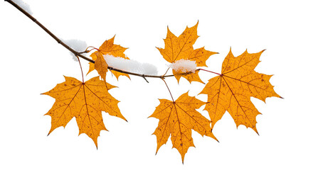 Obraz premium Autumn maple leaves covered in fresh snow on a branch 1.