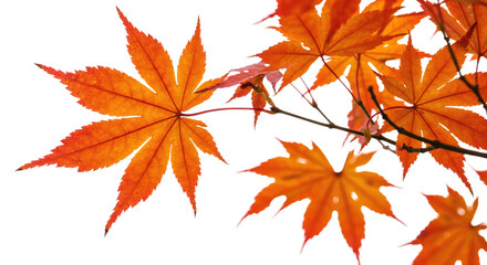 Autumn maple leaves displaying vibrant orange hues.