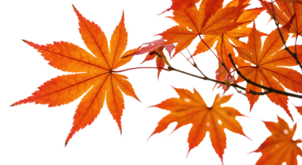 Autumn maple leaves displaying vibrant orange hues.