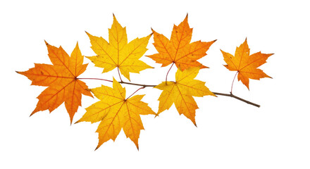 Obraz premium Autumn maple leaves on a branch in vibrant fall colors 1.