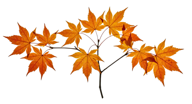 Autumn maple leaves on a branch in vibrant orange hues.