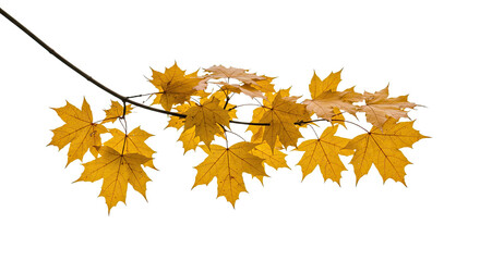 Autumn maple leaves on a dark branch against a white background.