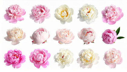 Peony flower collection with various shades of pink, white, and cream, isolated on white background, showcasing delicate petals and natural beauty in full bloom