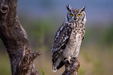 Piercing gaze of an Owl