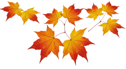 Beautifully colored maple leaves signaling the autumn season.