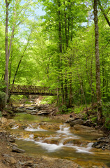 A tranquil stream flows gently under a rustic wooden bridge in a vibrant green forest. Sunlight filters through the trees, creating a peaceful outdoor scene.