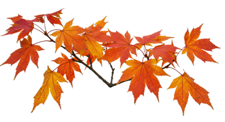 Branch with vibrant autumn maple leaves in shades of orange red and yellow.
