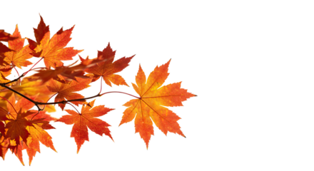 Bright orange and red maple leaves on a branch during autumn season.
