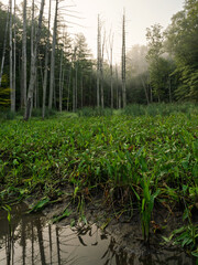 Early morning in a tranquil marshland showcases vivid green vegetation and tall, narrow trees enveloped in soft mist, creating a peaceful atmosphere.
