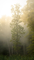 A tall, slender tree stands alone in a misty forest at dawn. Soft fog envelops the area, creating a peaceful atmosphere among lush greenery.