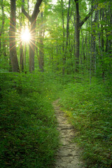A serene forest trail is illuminated by sunlight breaking through the treetops in the late afternoon. Lush green foliage surrounds the dirt path, creating a calming atmosphere.
