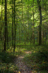 A serene trail winds through a dense forest filled with vibrant green trees and rich undergrowth. Sunlight filters through the leaves creating a peaceful atmosphere.