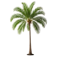 Fototapeta premium Isolated palm tree with vibrant green fronds against a transparent background
