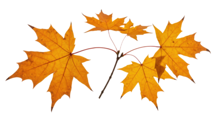 Bright orange maple leaves on a branch during autumn season.