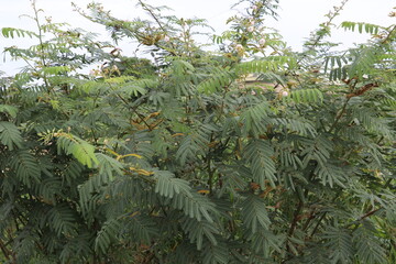 Cassia tree branches filled with clusters of small yellow flowers