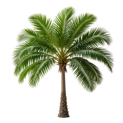 Lush green palm tree isolated on a black background