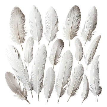 Collection of fluffy, white feathers arranged on a black background