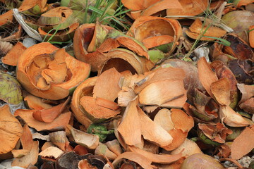 Pile of dried brown fruit shells spread on ground surface