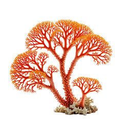 Vibrant orange coral reef isolated against a solid black background