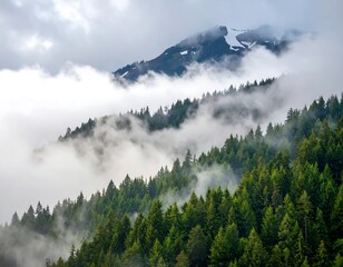 Misty mountain forest scene