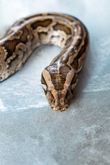 Close-up of a Burmese python (Python bivittatus) resting on a stone surface, showing the intricate pattern of its skin