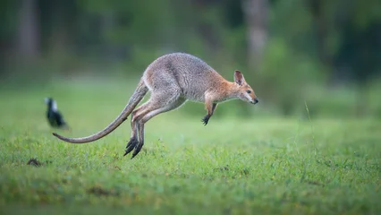 Fototapete Känguru kangaroo jump  © Jeremy