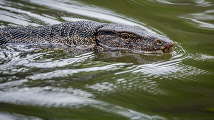 water lizard