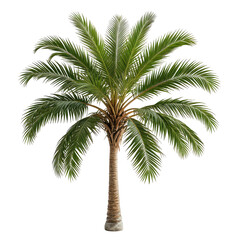 Fototapeta premium Isolated palm tree against black, showing trunk & lush, green fronds