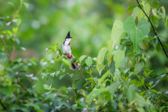 bubul bird