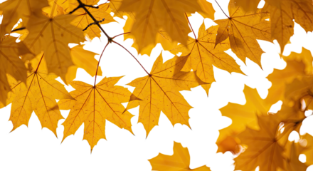 Close up of vibrant golden yellow maple leaves in autumn sunlight.