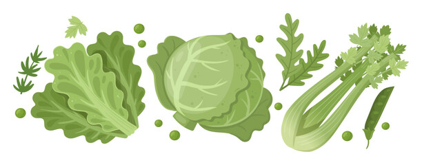 Naklejka premium Green vegetables. Cartoon cabbage, salad leaves and organic celery, healthy delicious vegetarian food flat vector illustration set. Fresh vegetables on white