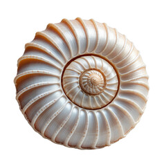 Obraz premium Intricate, spiraling seashell detail. Elegant curves, natural beauty, light colors