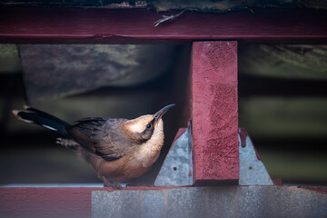 honeyeater Australia bird