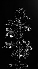 Monochrome botanical: Ethereal Salvia silhouette against stark darkness