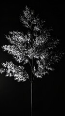 Dramatic monochrome: a sculptural silhouette of Dusty Miller against stark darkness
