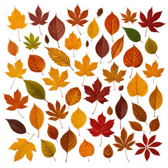 Obraz premium Colorful, diverse autumn leaves arrangement on a black backdrop