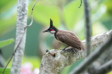 bulbul bird
