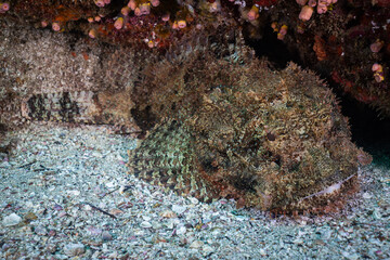 Scorpionfish