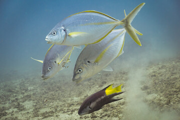 yellow jacks and a spotfin hogfish eating from the bottom