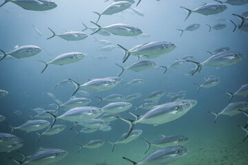 School of Bonito