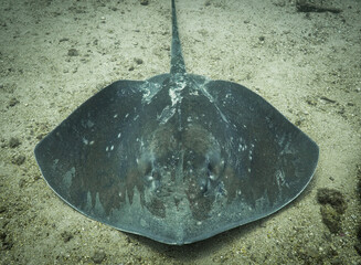 Roughtail stingray